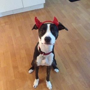 Meet your Posher, Susan